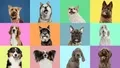 Domestic Dogs: A Continuum of Wolf-Derived Genomes