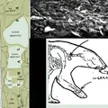 Warning: This article contains graphic imagery and descriptions of a tragic animal death.